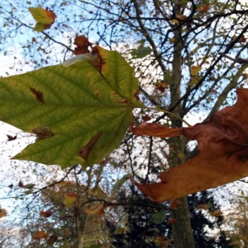 herfst