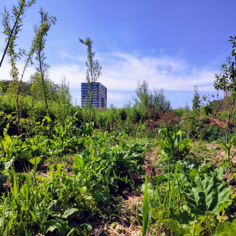 op excursie naar anna s tuin en ruigte groenlinks