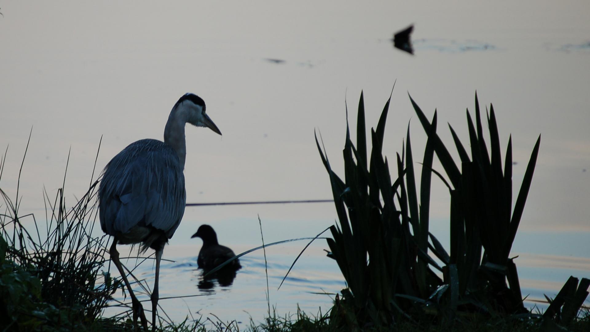 Vogels in Flevopark